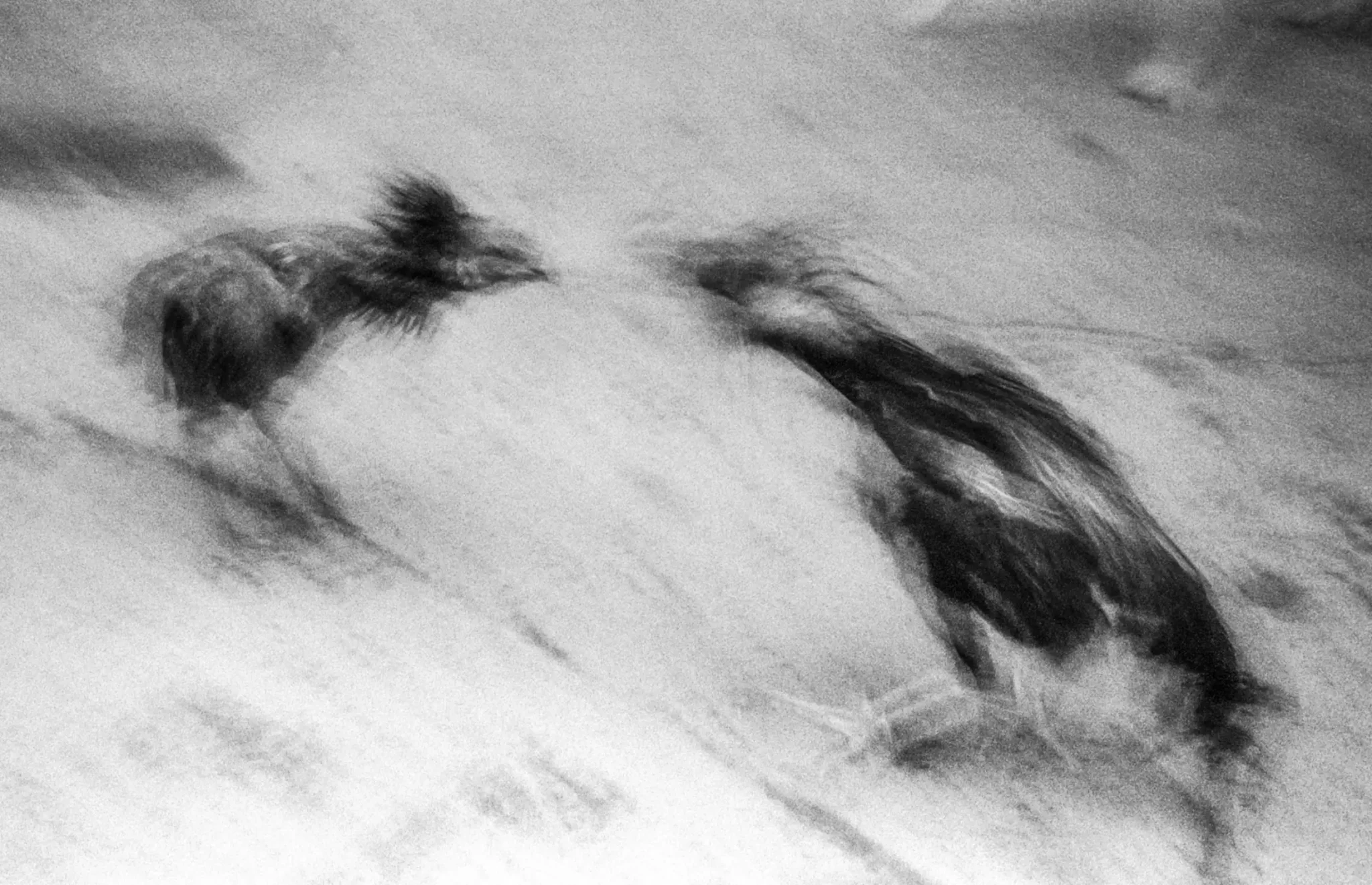 diego-defeo-wacho55-4